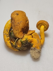 Aureoboletus auriflammeus