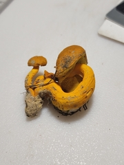 Aureoboletus auriflammeus