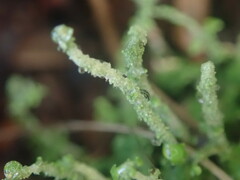 Cladonia imbricata