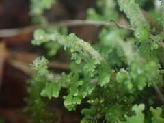 Cladonia imbricata