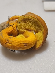Aureoboletus auriflammeus