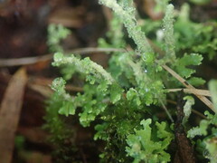 Cladonia imbricata