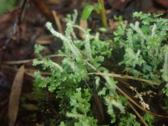 Cladonia imbricata