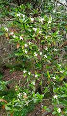 Gardenia urvillei