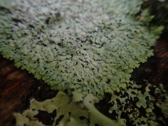 Physcia erumpens