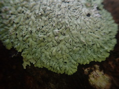 Physcia erumpens