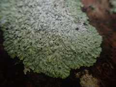 Physcia erumpens