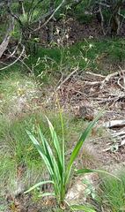 Dianella adenanthera