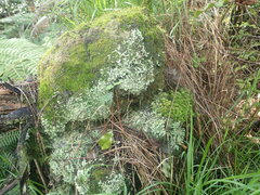 Cladonia praetermissa