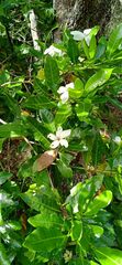 Gardenia urvillei