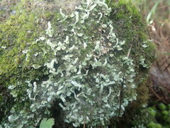 Cladonia praetermissa