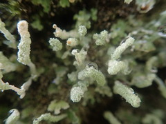 Cladonia praetermissa