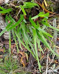Pyrrosia confluens