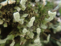 Cladonia praetermissa