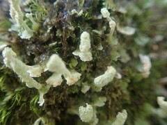 Cladonia praetermissa