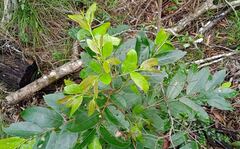 Glochidion billardierei