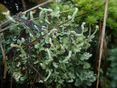 Cladonia praetermissa