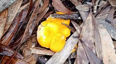 Cantharellus garnierii