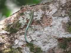 Holaspis guentheri