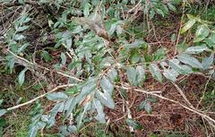 Glochidion billardierei