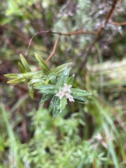 Pimelea tomentosa