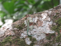 Holaspis guentheri