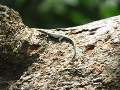 Holaspis guentheri