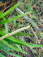 Pyrrosia confluens