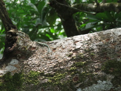 Holaspis guentheri