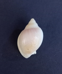 Semicassis semigranosa