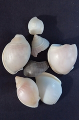 Semicassis semigranosa