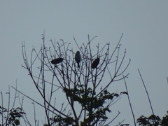 Thraupis palmarum