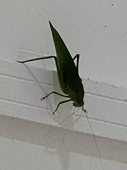Tettigoniidae