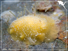 Doriopsis granulosa