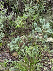 Pimelea tomentosa