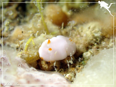 Verconia simplex