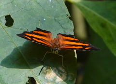 Symbrenthia hypselis