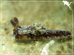 Goniodoris joubini