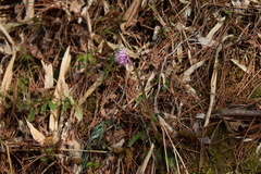 Heloniopsis orientalis