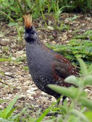 Callipepla douglasii