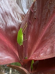 Tettigoniidae
