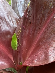 Tettigoniidae