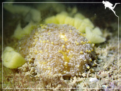 Phestilla lugubris