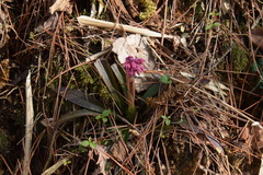 Heloniopsis orientalis