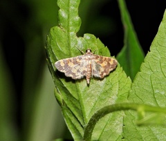 Eurrhyparodes tricoloralis