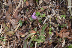 Heloniopsis orientalis