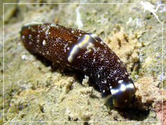 Spinoaglaja orientalis