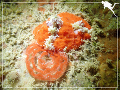 Sclerodoris rubicunda