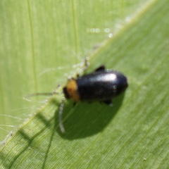 Disonycha triangularis