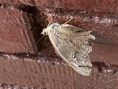 Asterocampa idyja argus